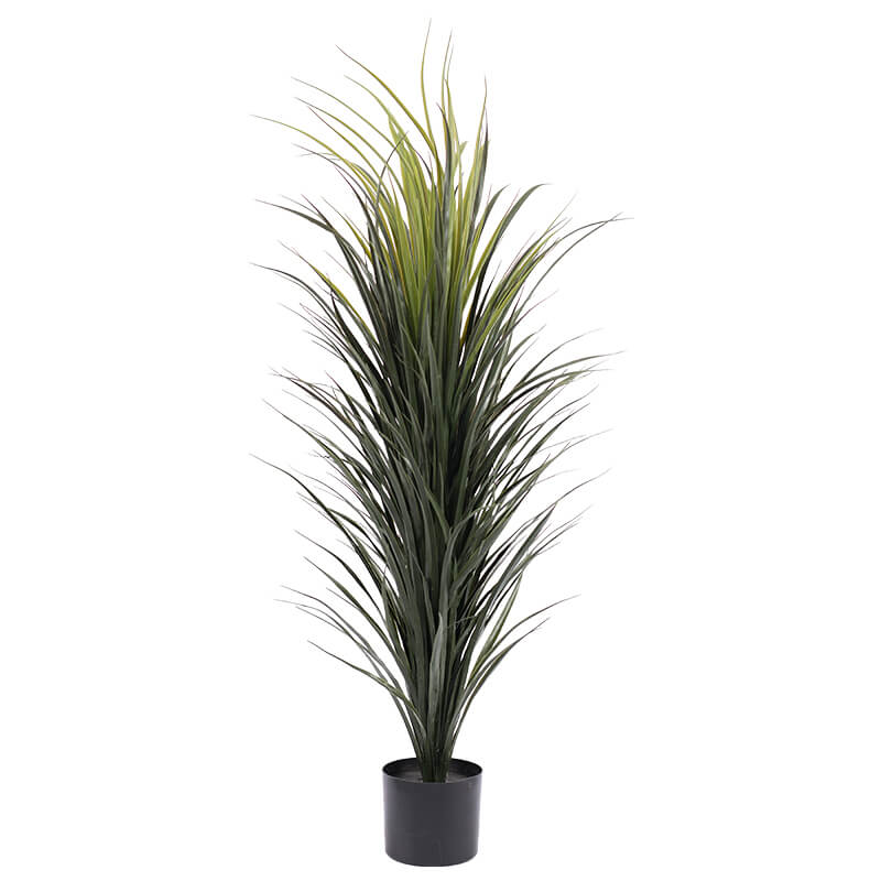 Madagascan dragon plant