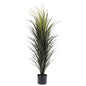 Madagascan dragon plant