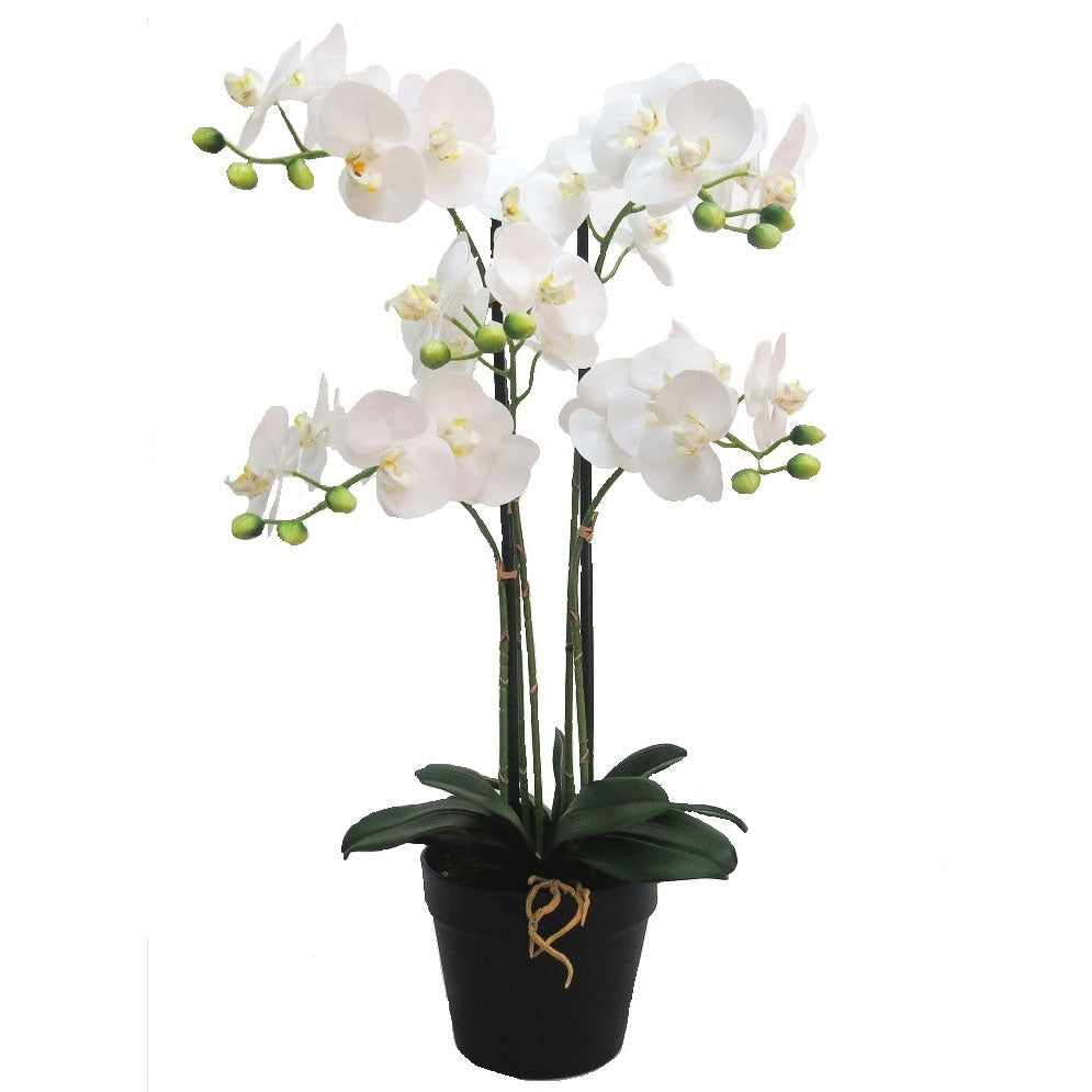 White  symphony orchid