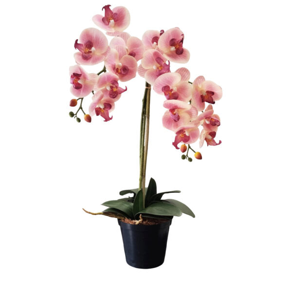 Orchid ballerina