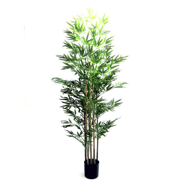 Trunk bamboo plant