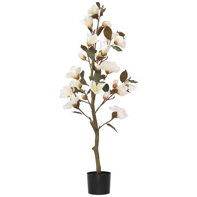 White magnolia tree in pot